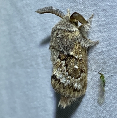 Pernattia pusilla (She-Oak Moth) at QPRC LGA - 15 Mar 2023 by Steve_Bok