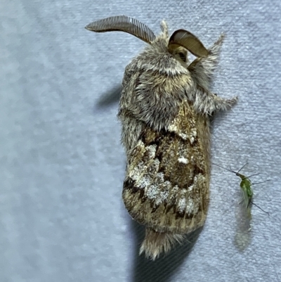 Pernattia pusilla (She-Oak Moth) at Jerrabomberra, NSW - 15 Mar 2023 by SteveBorkowskis