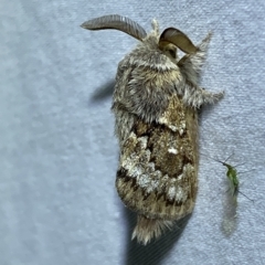 Pernattia pusilla (She-Oak Moth) at Jerrabomberra, NSW - 15 Mar 2023 by Steve_Bok