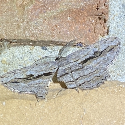 Scioglyptis loxographa (Light Grey Bark Moth) at Jerrabomberra, NSW - 15 Mar 2023 by SteveBorkowskis