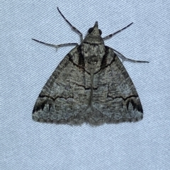 Austroterpna paratorna (Rounded Grey (Geometrinae)) at Jerrabomberra, NSW - 15 Mar 2023 by SteveBorkowskis