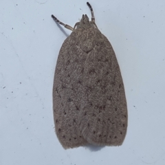 Garrha (genus) (A concealer moth) at Hawker, ACT - 15 Mar 2023 by Steve_Bok
