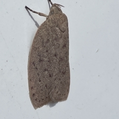 Garrha (genus) at Hawker, ACT - 15 Mar 2023