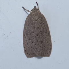 Garrha (genus) at Hawker, ACT - 15 Mar 2023