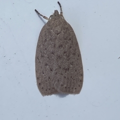 Garrha (genus) at Hawker, ACT - 15 Mar 2023