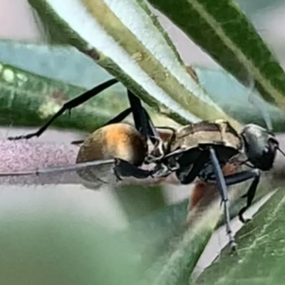 Polyrhachis ammon (Golden-spined Ant, Golden Ant) at Royal National Park, NSW - 11 Mar 2023 by JudeWright