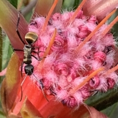 Polyrhachis ammon at Royal National Park, NSW - 11 Mar 2023 05:02 PM