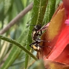 Polyrhachis ammon at Royal National Park, NSW - 11 Mar 2023 05:02 PM