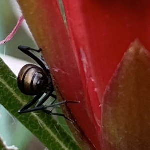 Polyrhachis ammon at Royal National Park, NSW - 11 Mar 2023 05:02 PM