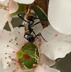 Unidentified Ant (Hymenoptera, Formicidae) at Royal National Park, NSW - 11 Mar 2023 by JudeWright