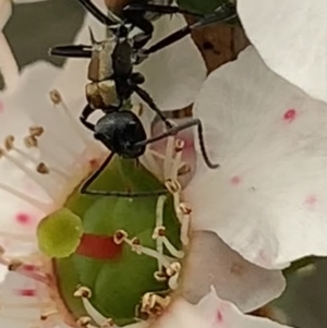 Polyrhachis ammon at Royal National Park, NSW - 12 Mar 2023 09:12 AM