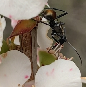 Polyrhachis ammon at Royal National Park, NSW - 12 Mar 2023 09:12 AM