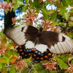 Papilio aegeus (Orchard Swallowtail, Large Citrus Butterfly) at Penrose, NSW - 15 Mar 2023 by Aussiegall
