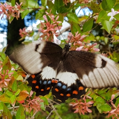 Papilio aegeus (Orchard Swallowtail, Large Citrus Butterfly) at Penrose - 15 Mar 2023 by Aussiegall