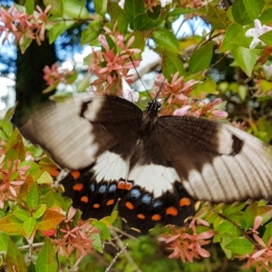 Papilio aegeus (Orchard Swallowtail, Large Citrus Butterfly) at Penrose, NSW by Aussiegall
