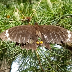 Papilio aegeus (Orchard Swallowtail, Large Citrus Butterfly) at Penrose - 11 Mar 2023 by Aussiegall