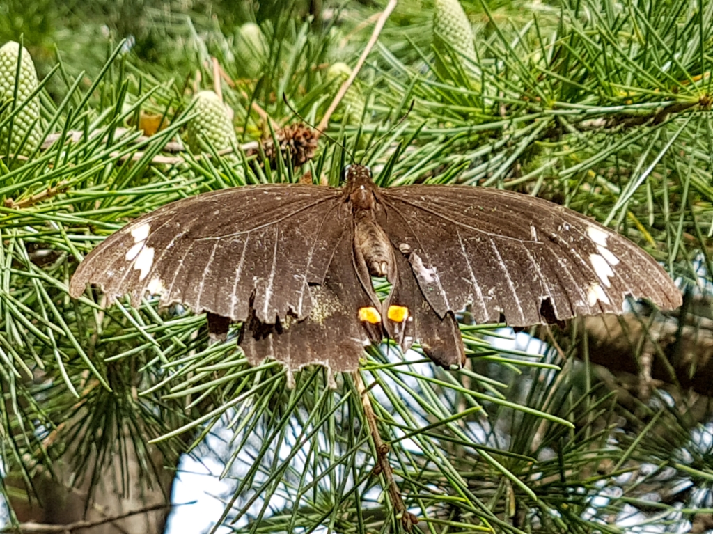 Papilio aegeus at Penrose, NSW - 11 Mar 2023