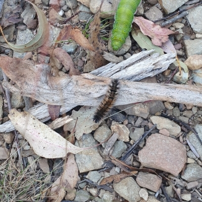 Anthela (genus) immature (Unidentified Anthelid Moth) at Tidbinbilla Nature Reserve - 15 Mar 2023 by Canberragal