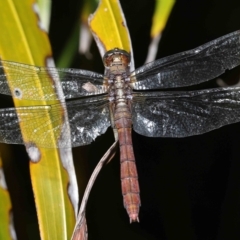 Unidentified Dragonfly (Anisoptera) (TBC) at Wellington Point, QLD - 13 Mar 2023 by TimL