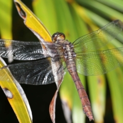 Orthetrum villosovittatum at Wellington Point, QLD - suppressed