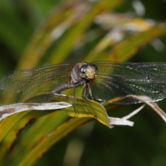 Orthetrum villosovittatum at Wellington Point, QLD - 13 Mar 2023