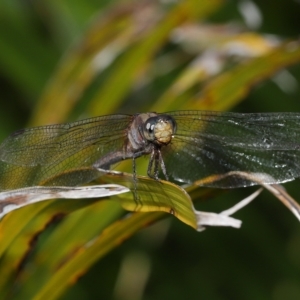 Orthetrum villosovittatum at Wellington Point, QLD - suppressed