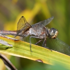 Orthetrum villosovittatum at Wellington Point, QLD - suppressed