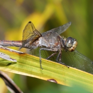 Orthetrum villosovittatum at Wellington Point, QLD - suppressed