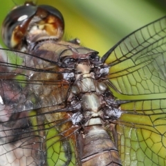 Orthetrum villosovittatum at Wellington Point, QLD - suppressed