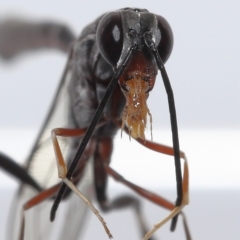 Gasteruptiidae (Family) (Carrot Wasps) at Wellington Point, QLD - 15 Mar 2023 by TimL