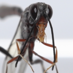 Unidentified Parasitic wasp (numerous families) (TBC) at Wellington Point, QLD - 14 Mar 2023 by TimL