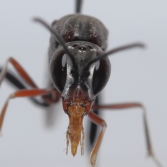 Gasteruptiidae (Family) at suppressed - suppressed