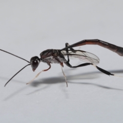 Gasteruptiidae (Family) at suppressed - suppressed