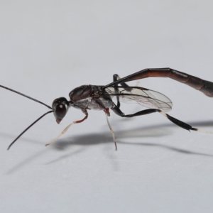Gasteruptiidae (Family) at suppressed - suppressed