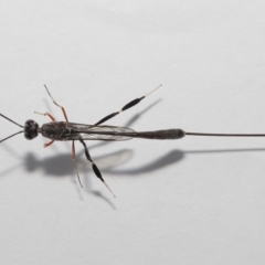 Gasteruptiidae (Family) at suppressed - suppressed