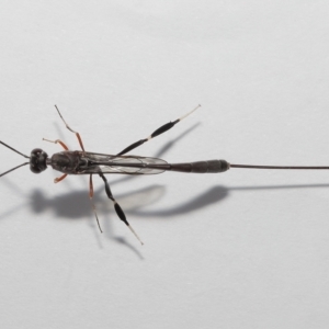 Gasteruptiidae (Family) at suppressed - suppressed