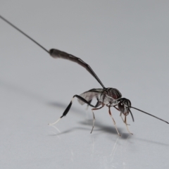 Gasteruptiidae (Family) at suppressed - suppressed