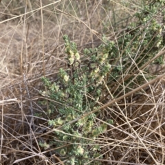 Maireana decalvans (Black Cotton-Bush) at Jerilderie, NSW - 20 Jan 2023 by MattM