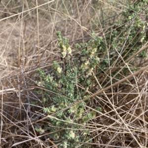 Maireana decalvans at Jerilderie, NSW - 20 Jan 2023