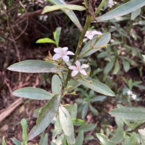 Philotheca myoporoides at Cotter River, ACT - 10 Dec 2022 03:27 PM