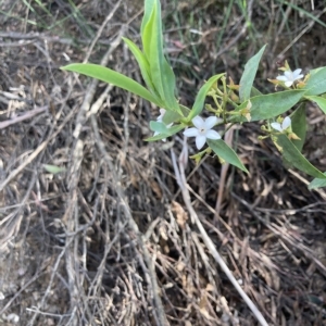 Philotheca myoporoides at Cotter River, ACT - 10 Dec 2022 03:27 PM