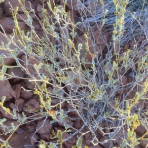Tephrosia sp. Bungaroo Creek (M.E.Trudgen 11601) at Indee, WA by MattM