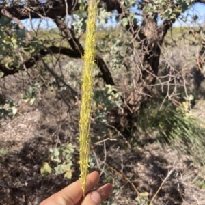 Chrysopogon fallax at Indee, WA - 13 Jul 2022