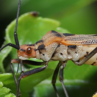 Aulacosternum nigrorubrum (Coreid bug) at Wellington Point, QLD - 15 Mar 2023 by TimL