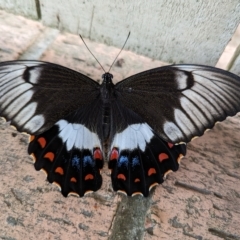 Papilio aegeus (Orchard Swallowtail, Large Citrus Butterfly) at Page, ACT - 15 Mar 2023 by CattleDog