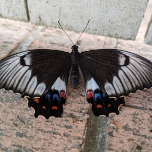 Papilio aegeus at Page, ACT - 16 Mar 2023 07:34 AM