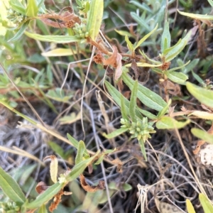 Persicaria prostrata at Tinderry, NSW - 15 Mar 2023