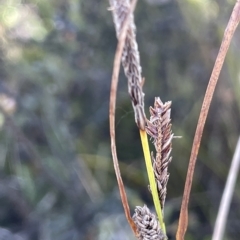 Carex gaudichaudiana (Fen Sedge) at Tinderry, NSW - 15 Mar 2023 by JaneR