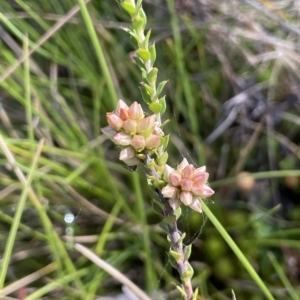 Epacris breviflora at Tinderry, NSW - 15 Mar 2023