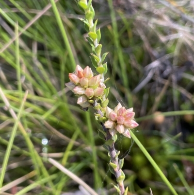 Epacris breviflora (Drumstick Heath) at Tinderry, NSW - 15 Mar 2023 by JaneR